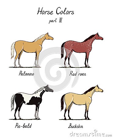 Set of horse color chart on white. Equine coat colors with text. Equestrian scheme. Vector Illustration