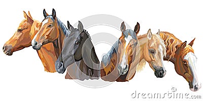 Set of horses breeds2 Vector Illustration