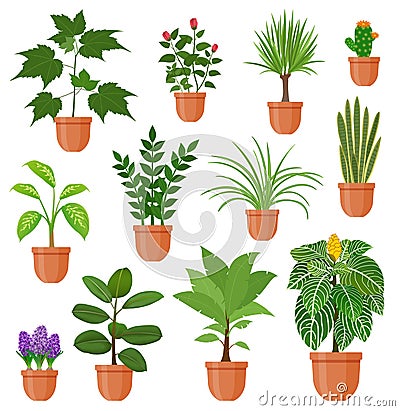 Set of houseplants and flowers in a pot in flat style. Indoor gerb on shelf. Living room design decoration element Vector Illustration