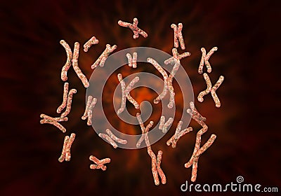 Set of human chromosomes, female karyotype Cartoon Illustration
