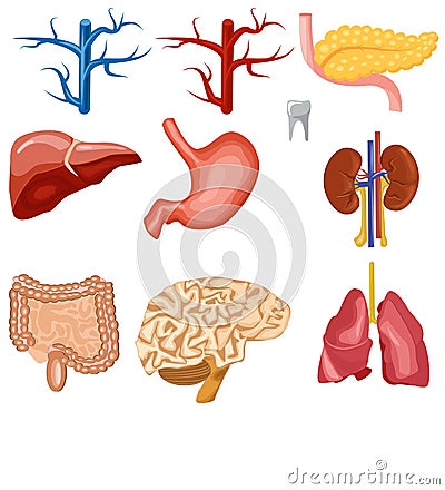 Set of human internal organs Vector Illustration