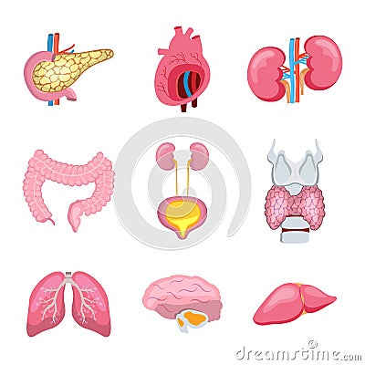 Set of human internal organs. Pancreas, lungs, heart, intestine, thyroid are isolated on white background. Vector Illustration