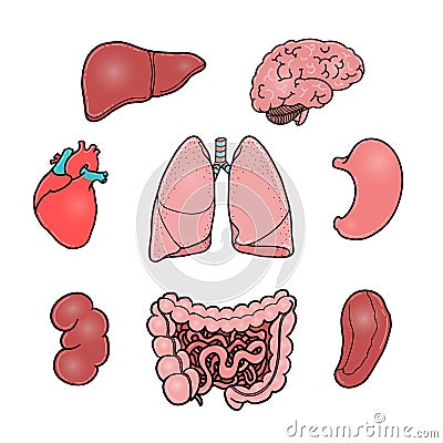 Set of human internal organs, vector illustrations Vector Illustration