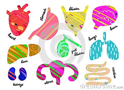 Set of human organs. Anantomy. Heart, liver, lungs, gall bladder, uterus, intestines, stomach, kidneys, brain Stock Photo