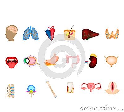 A set of human organs. Brain, Heart, Lungs, Spine, Liver, Skin, Stomach, Colon, Kidney, Bladder, Thyroid, Mouth, Eye Vector Illustration