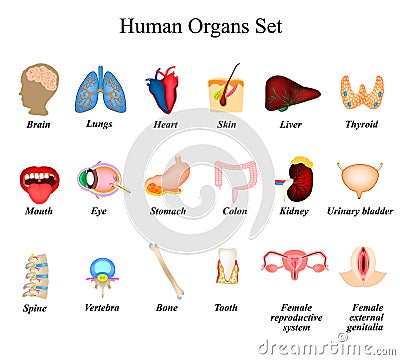 A set of human organs. Brain, Heart, Lungs, Spine, Liver, Skin, Stomach, Colon, Kidney, Bladder, Thyroid, Mouth, Eye Vector Illustration