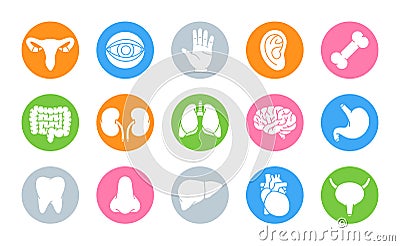 Set of human organs. Brain, tooth, ear, intestines, stomach, nose, liver, bladder, heart, bone, hand, kidneys, lungs Stock Photo