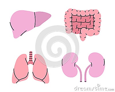 Set of human organs symbol. Liver, lungs, kidneys, intestines icons. Vector illustration. Human organ icons Vector Illustration