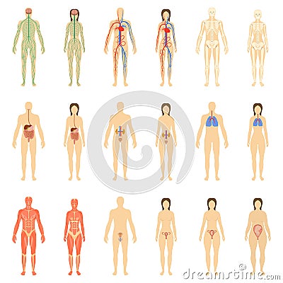 Set of human organs and systems Vector Illustration