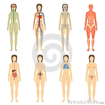 Set of human organs and systems of the body Vector Illustration