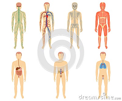 Set of human organs and systems Vector Illustration