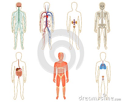 Set of human organs and systems Vector Illustration
