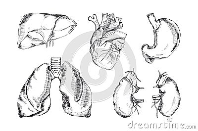 Set of the human organs, vector illustration Vector Illustration