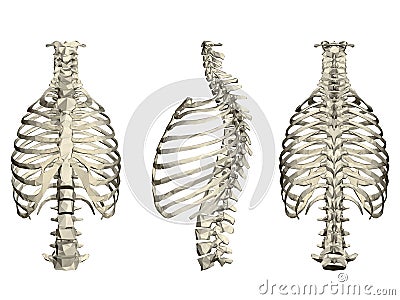 Set with human ribcage and spine. 3D. Front, side and rear view. Vector illustration Vector Illustration