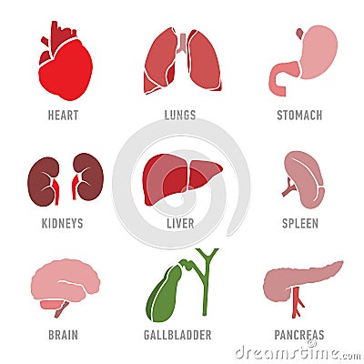 Set with icons of human organs. Vector Vector Illustration