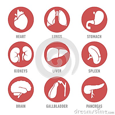 Set with icons of human organs. Vector Vector Illustration