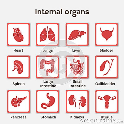 Infographics set of icons with human organs Vector Illustration