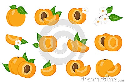 Set of illustrations with Apricot exotic fruits, flowers and leaves isolated on a white background Cartoon Illustration