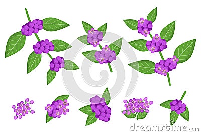 Set of illustrations with Callicarpa exotic fruits, flowers and leaves isolated on a white background Cartoon Illustration