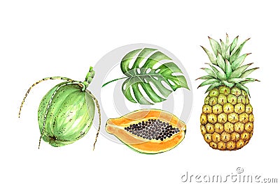 Set of illustrations of green coconut, pineapple, papaya and leaf. Cartoon Illustration
