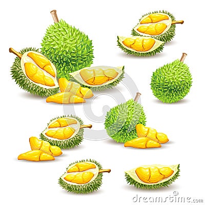 Set of illustrations, icons of a durian fruit Cartoon Illustration