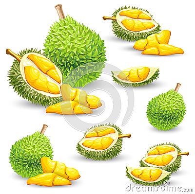 Set of illustrations, icons of a durian fruit Cartoon Illustration