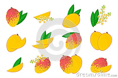 Set of illustrations with Mango exotic fruits, flowers and leaves isolated on a white background Cartoon Illustration