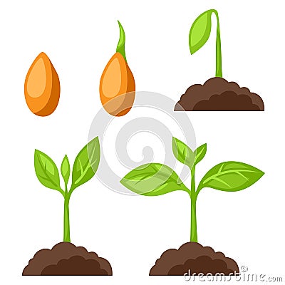 Set of illustrations with phases plant growth. Image for banners, web sites, designs Vector Illustration