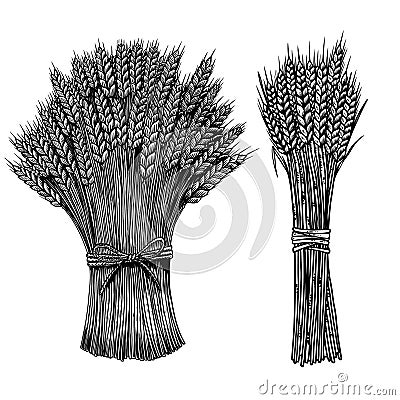 Set of Illustrations of sheaf of wheat in engraving style. Design element for poster, card, banner, sign. Vector Illustration