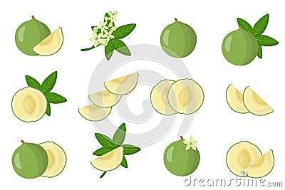 Set of illustrations with White sapote exotic fruits, flowers and leaves isolated on a white background Cartoon Illustration