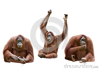 Set of image orangutan Stock Photo