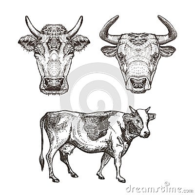 Set of images of cows. Cows and bull. Sketch graphics. Vector Illustration