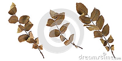Set of images of dry autumn branches of wild rose, isolate on white Stock Photo