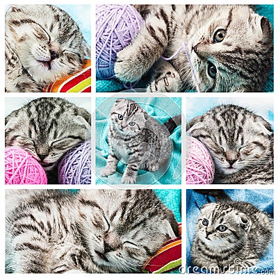 Set of images of a small Scottish Fold Kitten Stock Photo