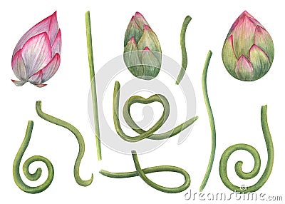 A set of individual lotus parts for creating compositions. Pink Buds, green stems of water lily. Constructor for creating bizarre Cartoon Illustration