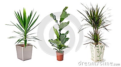 Set of indoor plants Stock Photo