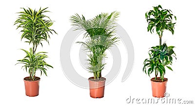 Set of indoor plants Stock Photo