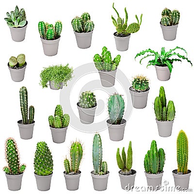 Set of indoor plants in pots - cactuses isolated on white Stock Photo