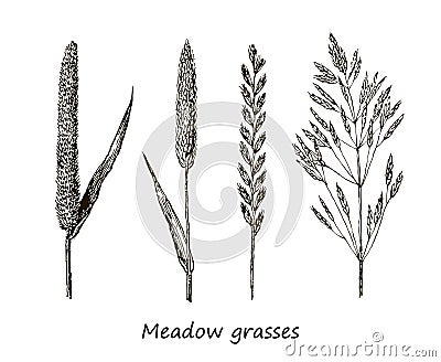 Set of ink drawing cereals, wild plants, field herbs, Detailed botanical illustration of wild cereals. Monochrome floral Vector Illustration