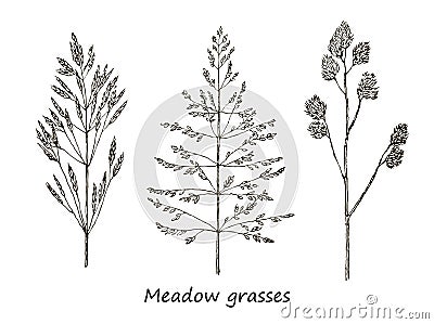 Set of ink drawing cereals, wild plants, field herbs, Detailed botanical illustration of wild cereals. Monochrome floral Vector Illustration