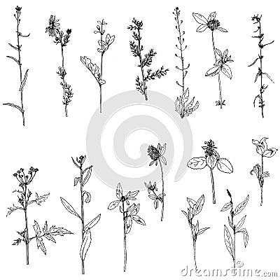 Set of ink drawing herbs and flowers Vector Illustration