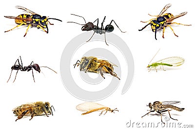 Set insect isolated on white Stock Photo