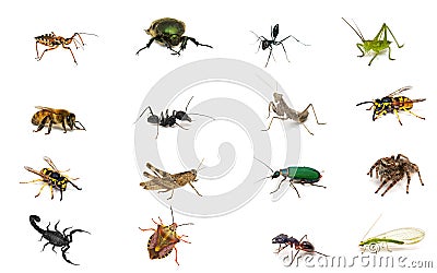 Set insects Stock Photo