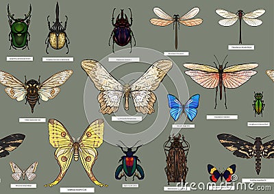 Set of insects: beetles, butterflies, moths, dragonflies. Vector Illustration