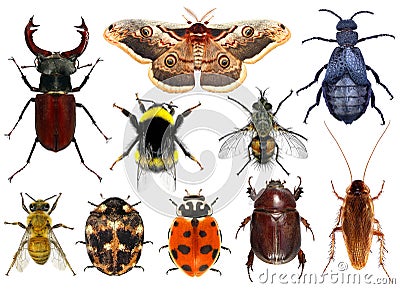 Set of insects Stock Photo
