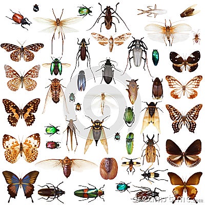 Set of insects Stock Photo