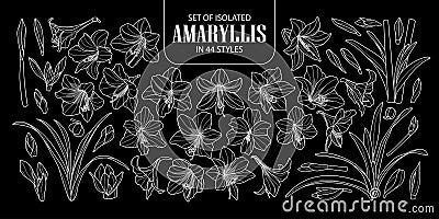 Set of isolated Amaryllis or Hippeastrum in 44 styles. Cute hand drawn flower vector illustration only white outline on black back Vector Illustration