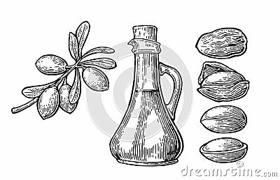 Set of isolated argan branches, leaves, nuts. For packing oil creams. Vector vintage engraved illustration isolated on white Vector Illustration