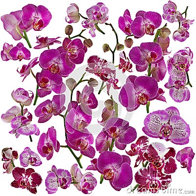 Set of isolated beautiful pink and violet orchids on white Stock Photo