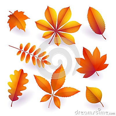 Set of isolated bright orange autumn fallen leaves. Elements of fall foliage. Vector Stock Photo